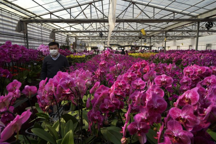 The Ubiquitous Orchid: A  Pandemic Project With Surprises